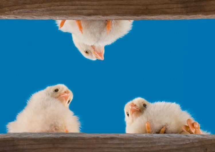 Produktbild: Postkartenblock Lustige Tiere
