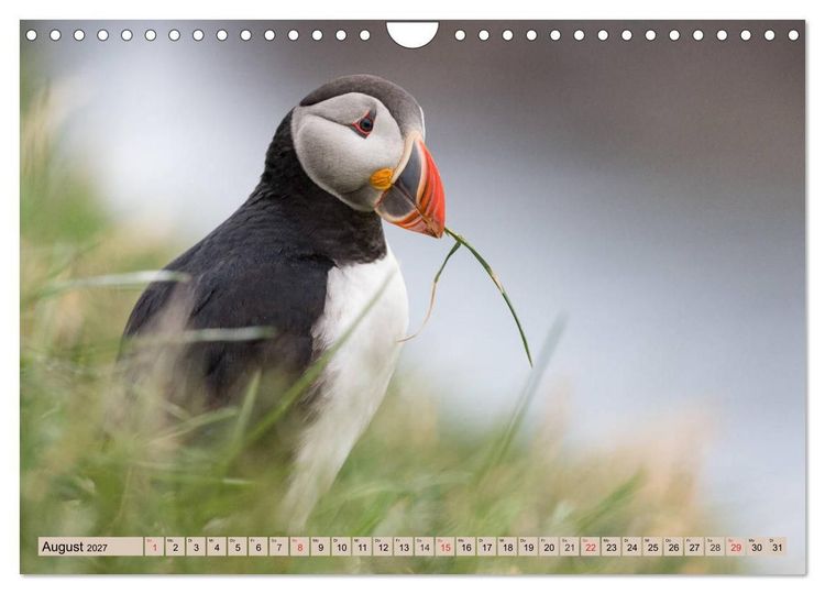 Produktbild: Papageitaucher - Puffins (Wandkalender 2027 DIN A4 quer), CALVENDO Monatskalender