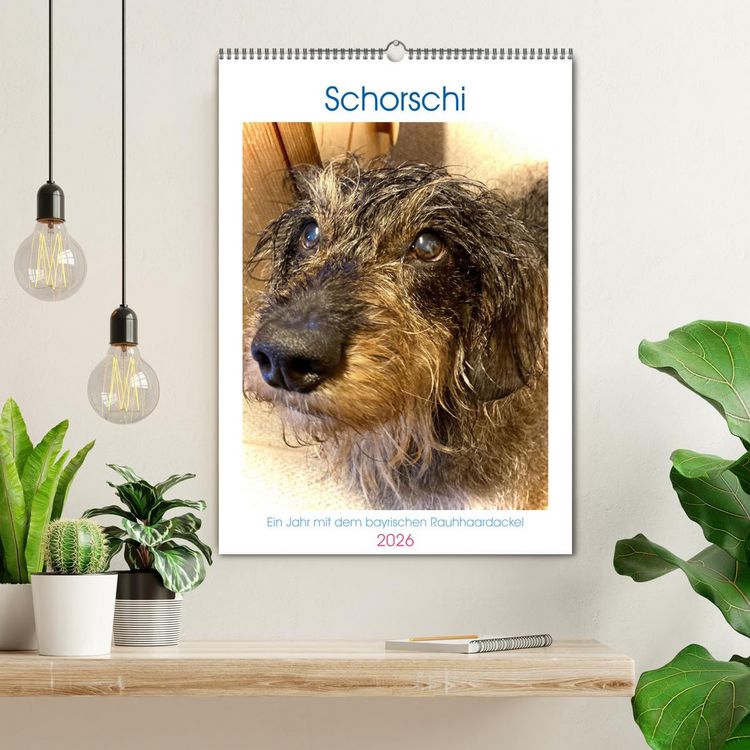 Produktbild: Schorschi &ndash; Ein Jahr mit dem bayrischen Rauhhaardackel (Wandkalender 2026 DIN A2 hoch), CALVENDO Monatskalender