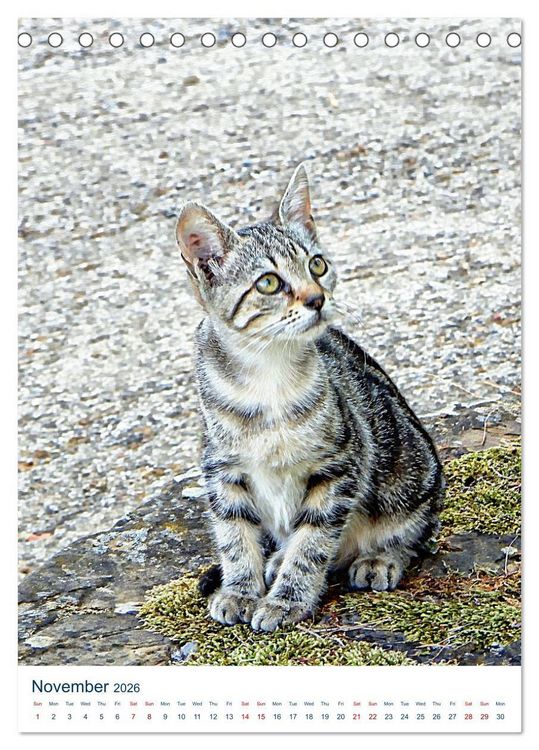 Produktbild: Umbrian Cats (Desk Calendar 2026 DIN A5 portrait), CALVENDO 12 Month DeskCalendar