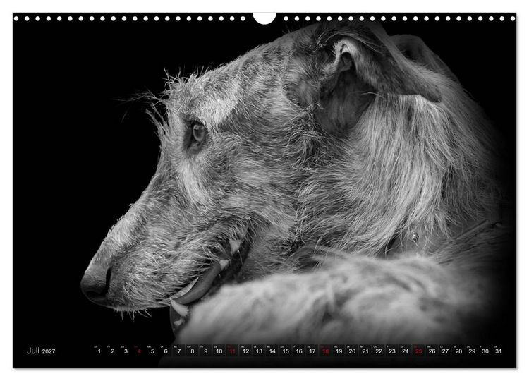 Produktbild: Galgo Espa&ntilde;ol - der spanische Windhund 2027 (Wandkalender 2027 DIN A3 quer), CALVENDO Monatskalender