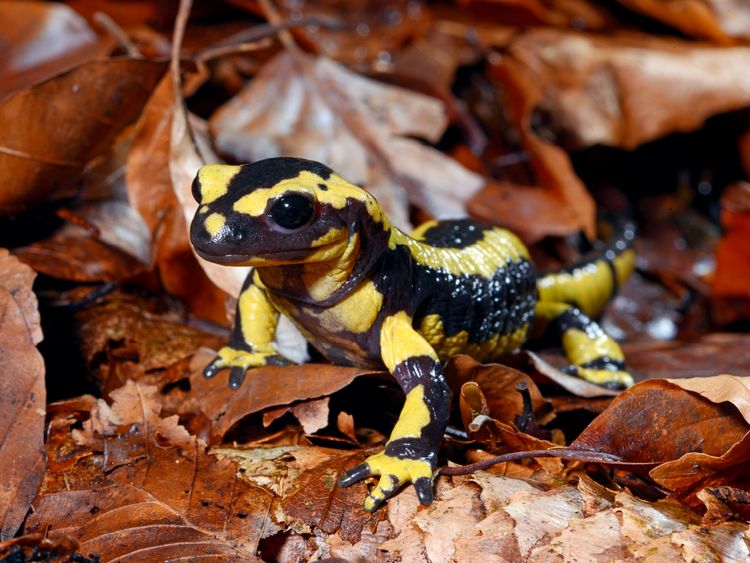 Produktbild: CALVENDO Puzzle Feuersalamander | 1000 Teile Lege-Gr&ouml;&szlig;e 64x48cm Foto-Puzzle f&uuml;r gl&uuml;ckliche Stunden