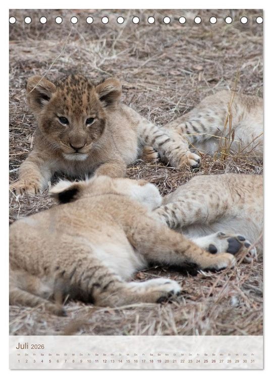 Produktbild: L&ouml;wen in Sabi Sands (Tischkalender 2026 DIN A5 hoch), CALVENDO Monatskalender