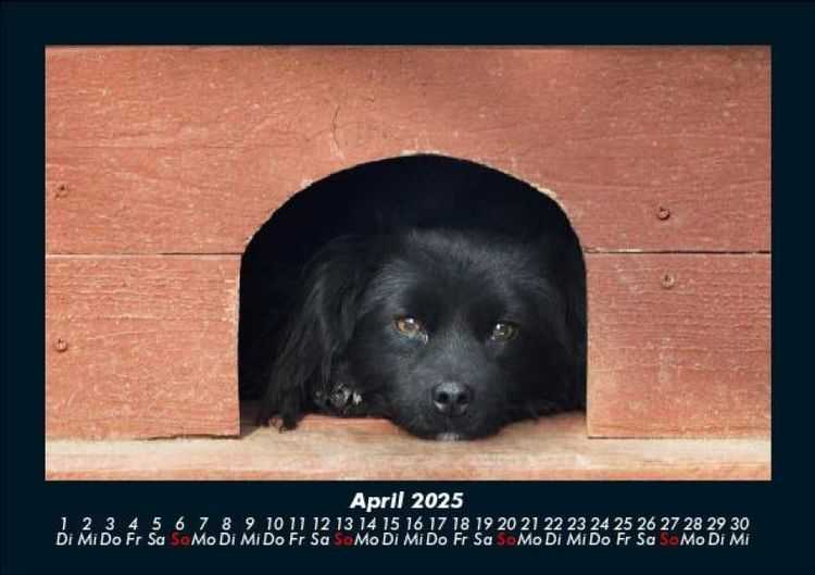 Produktbild: Hundezauber 2025 Fotokalender DIN A5