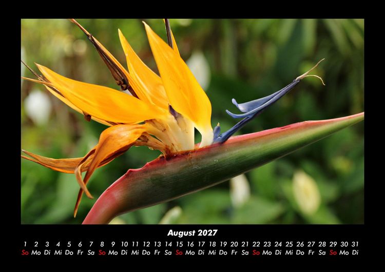 Produktbild: Blumenzauber 2027 Fotokalender DIN A3