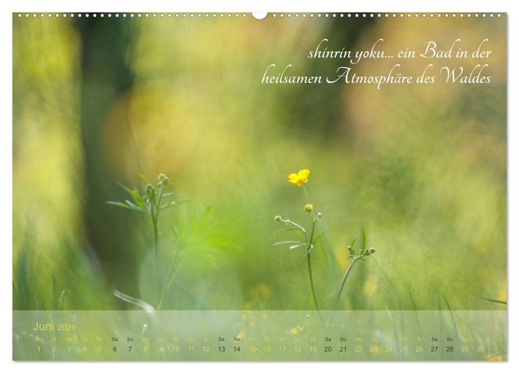 Produktbild: Shinrin yoku - Waldbaden 2026 (Wandkalender 2026 DIN A2 quer), CALVENDO Monatskalender