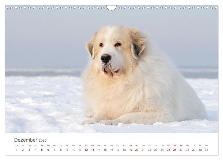 Produktbild: Pyren&auml;enberghunde (Wandkalender 2026 DIN A3 quer), CALVENDO Monatskalender