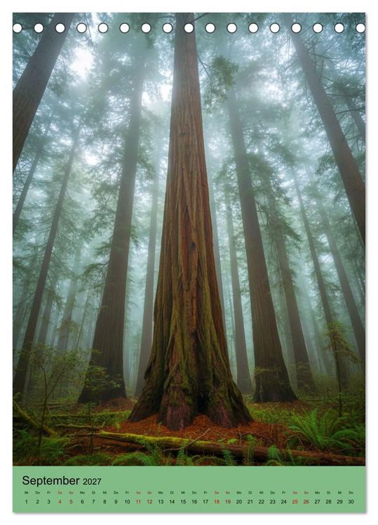 Produktbild: Sequoia Giganten (Tischkalender 2027 DIN A5 hoch), CALVENDO Monatskalender