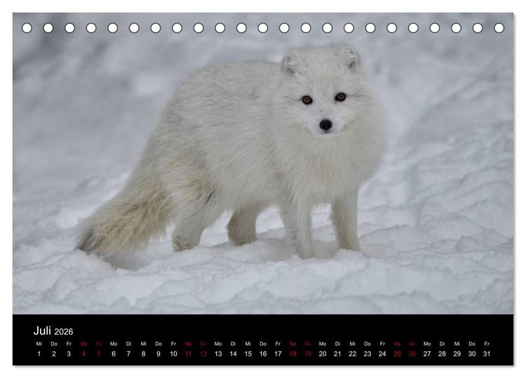 Produktbild: Polarfuchsstudien Wildlife (Tischkalender 2026 DIN A5 quer), CALVENDO Monatskalender
