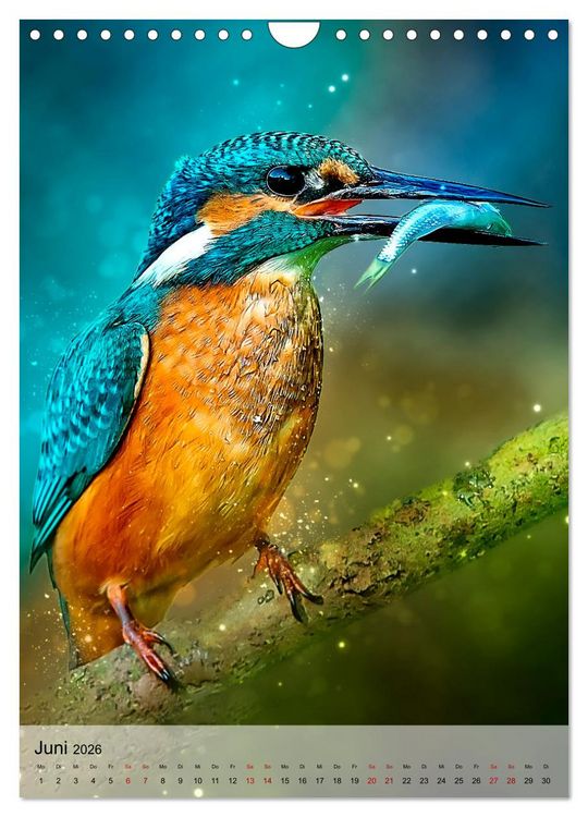 Produktbild: Schillernder Eisvogel (Wandkalender 2026 DIN A4 hoch), CALVENDO Monatskalender