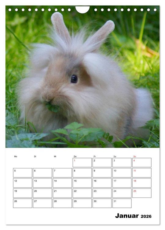 Produktbild: Kaninchen Terminplaner (Wandkalender 2026 DIN A4 hoch), CALVENDO Monatskalender