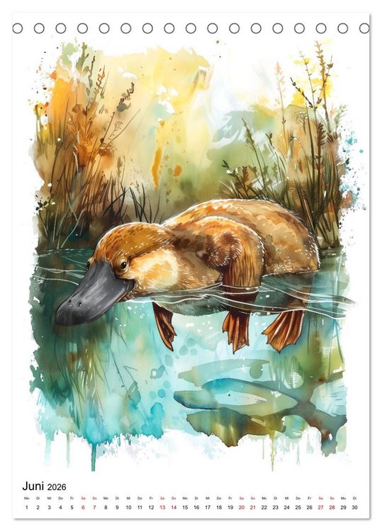Produktbild: Australiens Tiere - Illustriert in Wasserfarben (Tischkalender 2026 DIN A5 hoch), CALVENDO Monatskalender