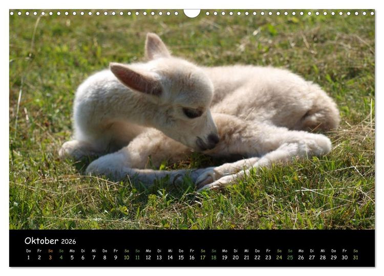 Produktbild: Alpakas zum Verlieben (Wandkalender 2026 DIN A3 quer), CALVENDO Monatskalender
