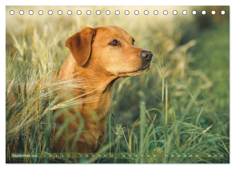 Produktbild: Faszination Labrador - gelb, foxred, schwarz (Tischkalender 2026 DIN A5 quer), CALVENDO Monatskalender