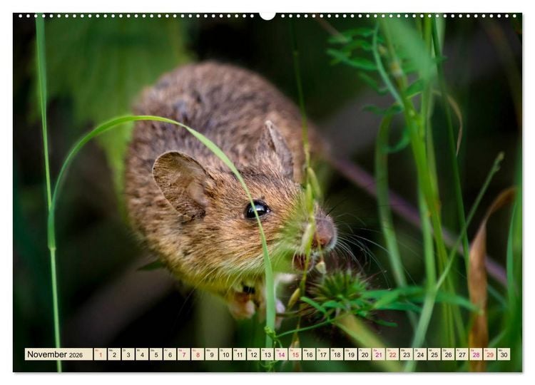 Produktbild: Kleiner Nager - Maus (hochwertiger Premium Wandkalender 2026 DIN A2 quer), Kunstdruck in Hochglanz