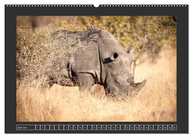 Produktbild: Das Wei&szlig;e Nashorn (Wandkalender 2026 DIN A2 quer), CALVENDO Monatskalender