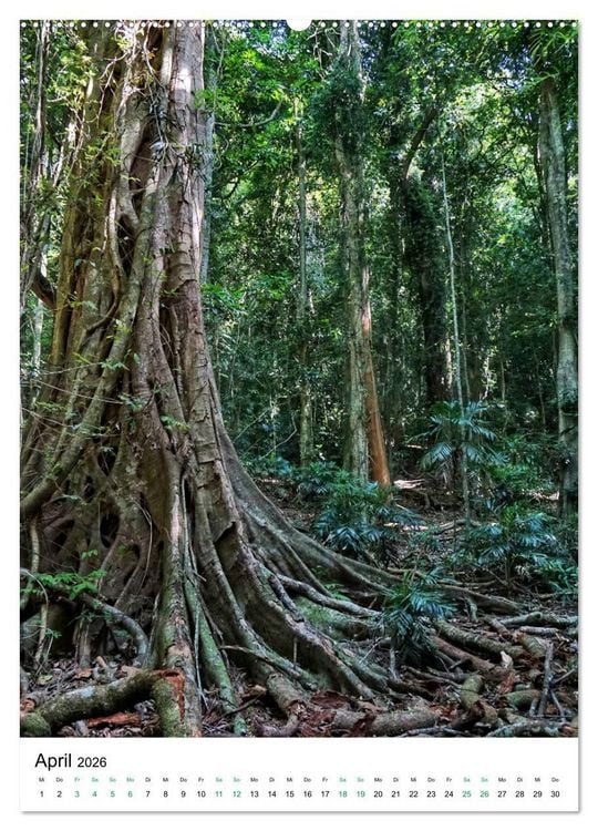 Produktbild: Regenwald - Australien (hochwertiger Premium Wandkalender 2026 DIN A2 hoch), Kunstdruck in Hochglanz