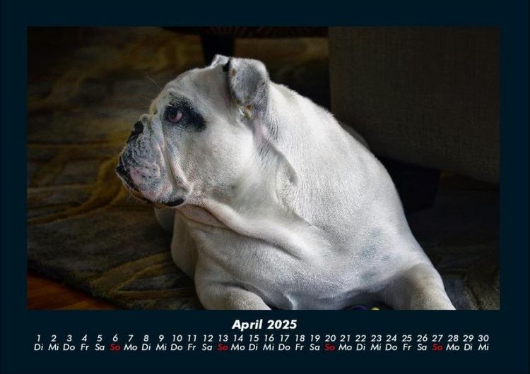 Produktbild: Hundezauber 2025 Fotokalender DIN A4