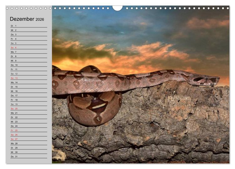 Produktbild: Kaltes Blut. Faszination Reptilien (Wandkalender 2026 DIN A3 quer), CALVENDO Monatskalender