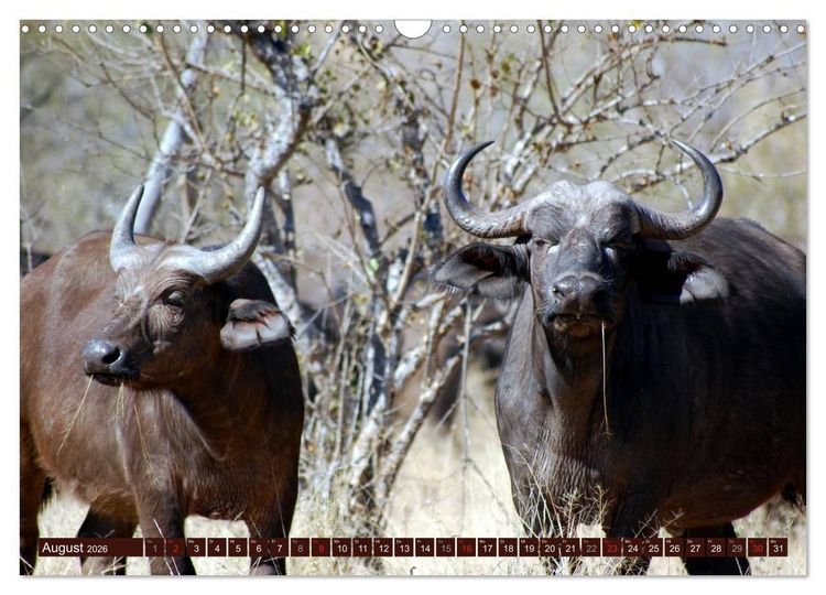 Produktbild: Afrikas wilde Sch&ouml;nheiten (Wandkalender 2026 DIN A3 quer), CALVENDO Monatskalender