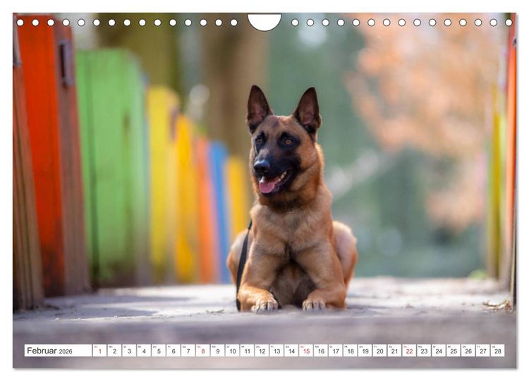 Produktbild: Malinois - belgischer Sch&auml;ferhund (Wandkalender 2026 DIN A4 quer), CALVENDO Monatskalender