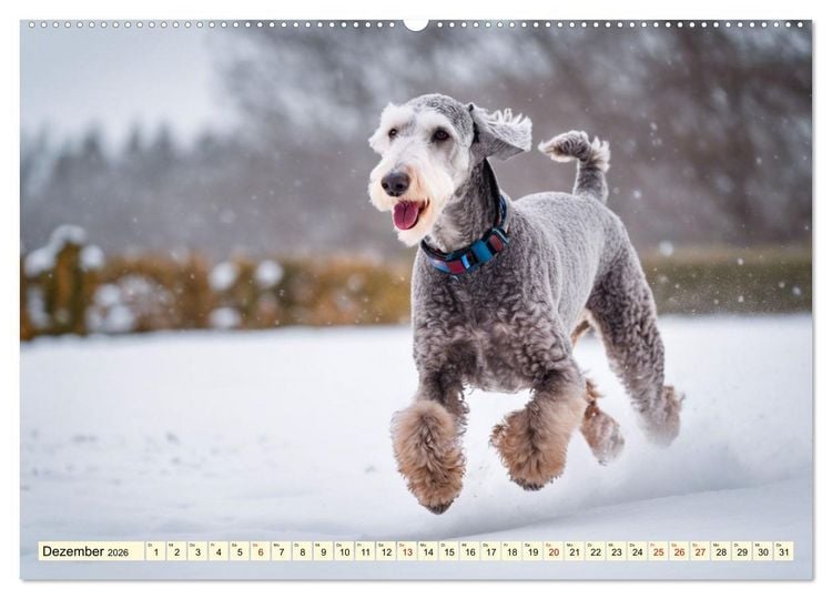 Produktbild: Bedlington Terrier - Hunde im Schafspelz (hochwertiger Premium Wandkalender 2026 DIN A2 quer), Kunstdruck in Hochglanz
