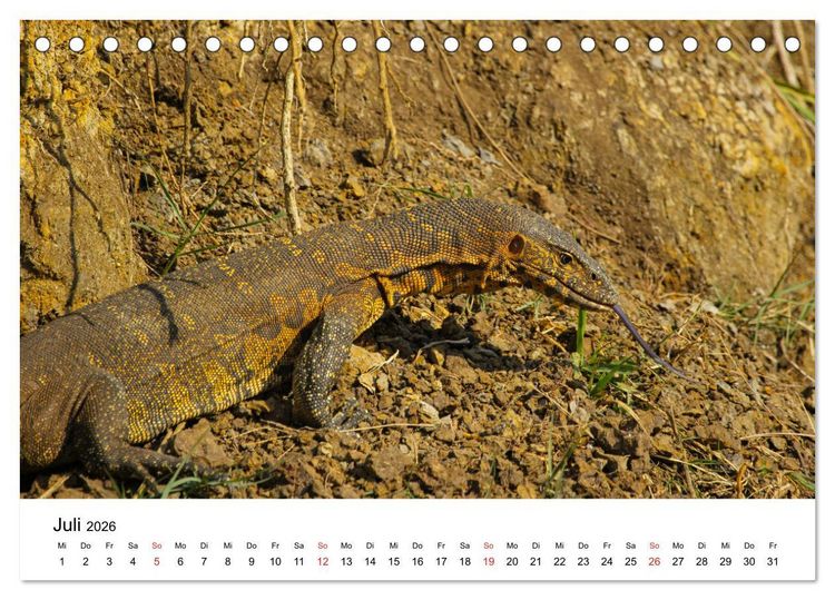 Produktbild: S&uuml;dafrika - Eine beeindruckende Tierwelt (Tischkalender 2026 DIN A5 quer), CALVENDO Monatskalender