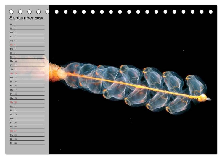 Produktbild: Quallen. Die Welt der Medusen (Tischkalender 2026 DIN A5 quer), CALVENDO Monatskalender
