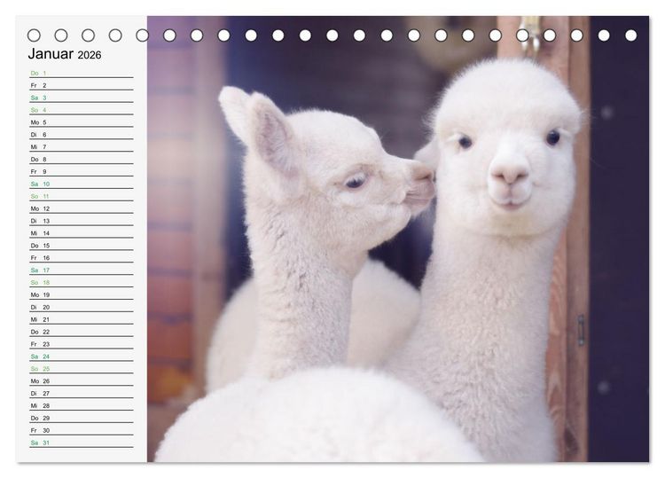 Produktbild: Alpakababys zum Verlieben (Tischkalender 2026 DIN A5 quer), CALVENDO Monatskalender