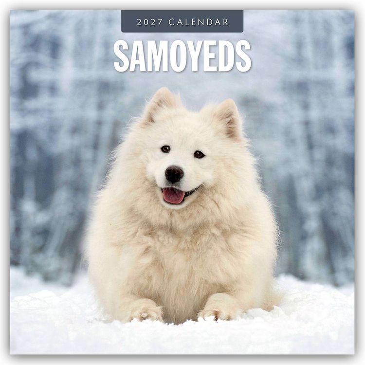 Produktbild: Samoyeds &ndash; Samojede &ndash; Samojedenspitz 2027 &ndash; 16-Monatskalender