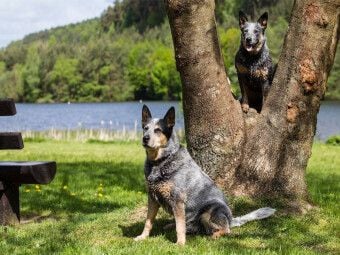Produktbild: CALVENDO Puzzle Ein Motiv aus dem Kalender Spaziergang am See Australian Cattle Dogs | 1000 Teile Lege-Gr&ouml;&szlig;e 64x48cm Foto-Puzzle f&uuml;r gl&uuml;ckliche Stunden