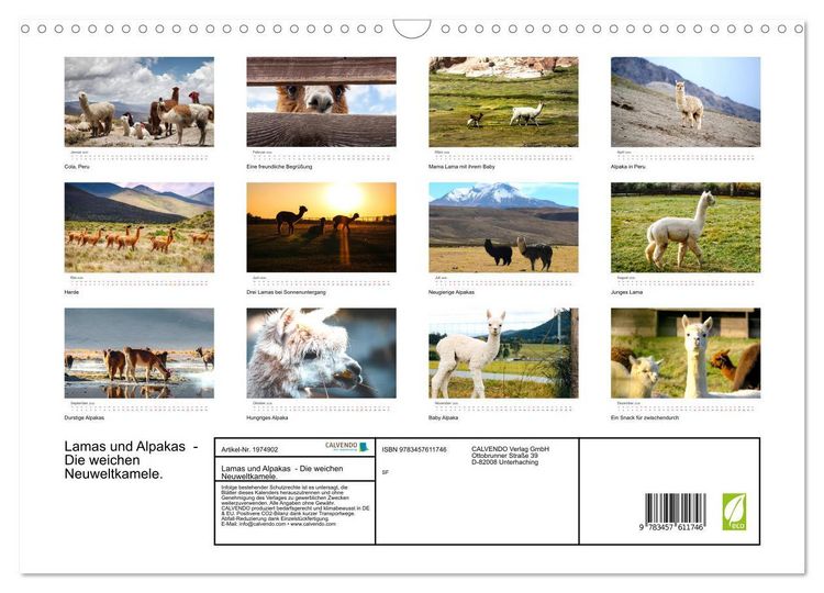 Produktbild: Lamas und Alpakas - Die weichen Neuweltkamele. (Wandkalender 2026 DIN A3 quer), CALVENDO Monatskalender