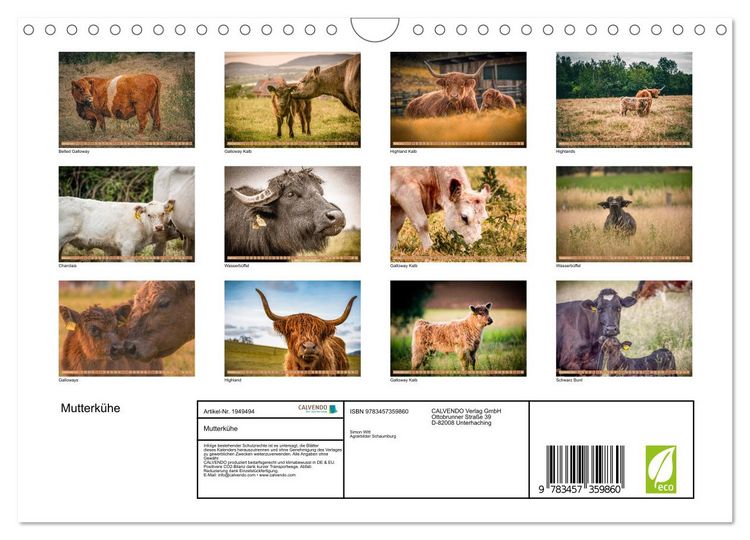 Produktbild: Mutterk&uuml;he (Wandkalender 2026 DIN A4 quer), CALVENDO Monatskalender