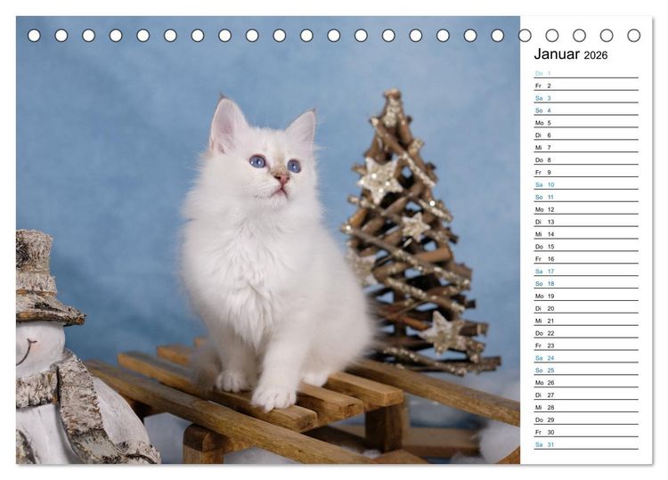 Produktbild: Heilige Birma Kitten mit Planer (Tischkalender 2026 DIN A5 quer), CALVENDO Monatskalender