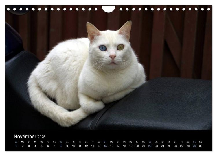 Produktbild: Katzensprung (Wandkalender 2026 DIN A4 quer), CALVENDO Monatskalender