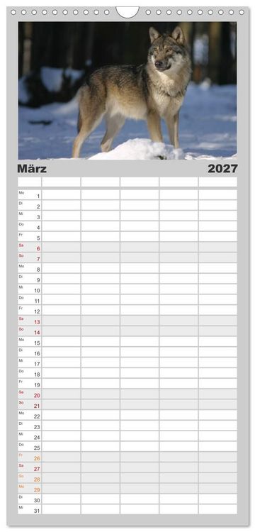 Produktbild: Familienplaner 2027 - W&ouml;lfe. Graue Eminenzen mit 5 Spalten (Wandkalender, 21 x 45 cm) CALVENDO