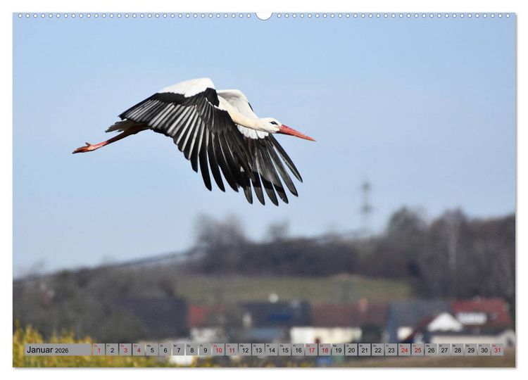 Produktbild: Zu Gast bei Familie Storch (Wandkalender 2026 DIN A2 quer), CALVENDO Monatskalender