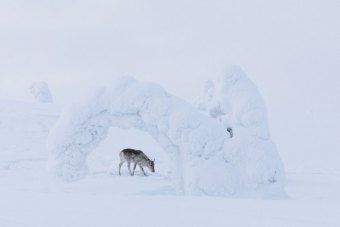 Produktbild: Ailos Reise (Pr&auml;dikat: Wertvoll)