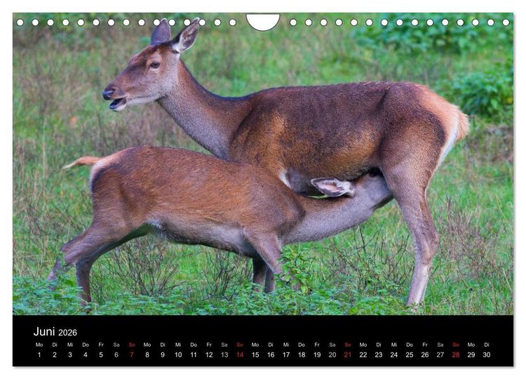 Produktbild: Der Rothirsch, K&ouml;nig der W&auml;lder (Wandkalender 2026 DIN A4 quer), CALVENDO Monatskalender