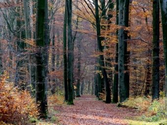 Produktbild: CALVENDO Puzzle Stadtwald Bult | 1000 Teile Lege-Gr&ouml;&szlig;e 64x48cm Foto-Puzzle f&uuml;r gl&uuml;ckliche Stunden