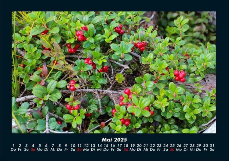 Produktbild: Pflanzen und Bl&uuml;ten 2025 Fotokalender DIN A4