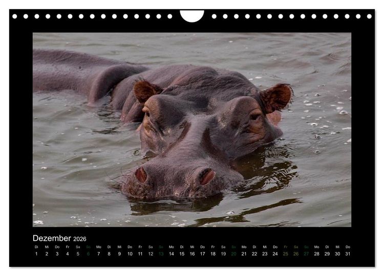 Produktbild: Wilde Tiere Afrikas (Wandkalender 2026 DIN A4 quer), CALVENDO Monatskalender