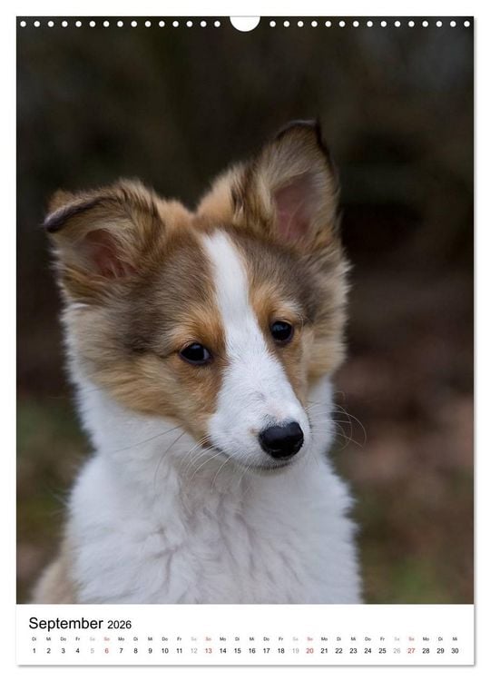Produktbild: Kleine und gro&szlig;e Hundekinder 2026 (Wandkalender 2026 DIN A3 hoch), CALVENDO Monatskalender