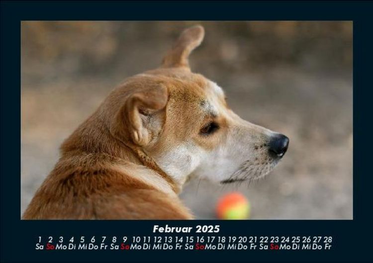 Produktbild: Hunde 2025 Fotokalender DIN A5