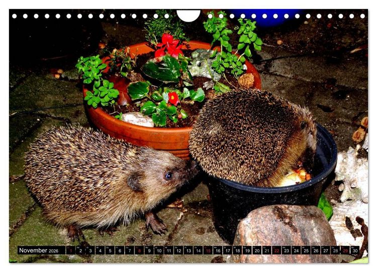 Produktbild: Meine Igel (Wandkalender 2026 DIN A4 quer), CALVENDO Monatskalender