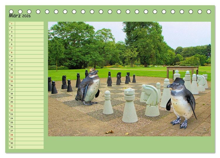Produktbild: Pinguine privat Planer (Tischkalender 2026 DIN A5 quer), CALVENDO Monatskalender