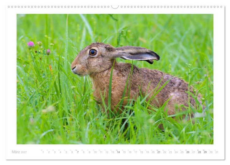 Produktbild: Der Feldhase (hochwertiger Premium Wandkalender 2027 DIN A2 quer), Kunstdruck in Hochglanz