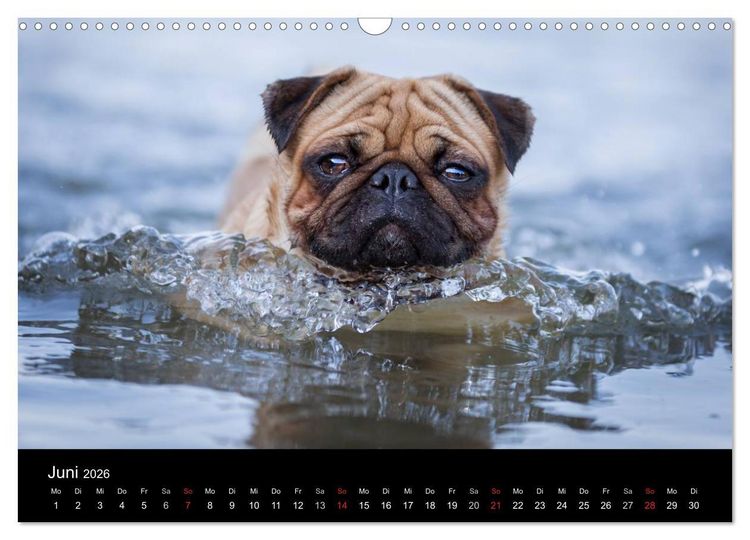 Produktbild: Vermopst durchs Jahr (Wandkalender 2026 DIN A3 quer), CALVENDO Monatskalender