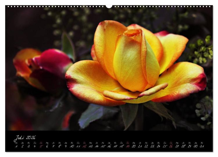 Produktbild: Rosen Romanze - Visuelle Musik (hochwertiger Premium Wandkalender 2026 DIN A2 quer), Kunstdruck in Hochglanz