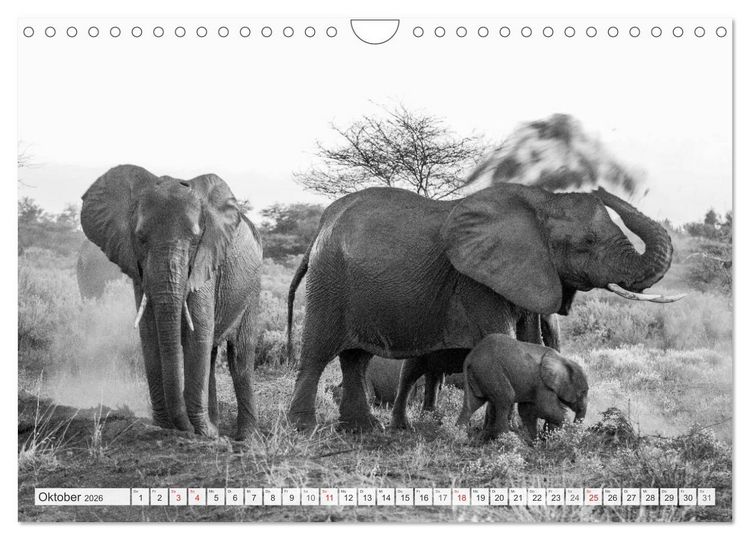 Produktbild: Emotionale Momente: Elefanten in black & white (Wandkalender 2026 DIN A4 quer), CALVENDO Monatskalender